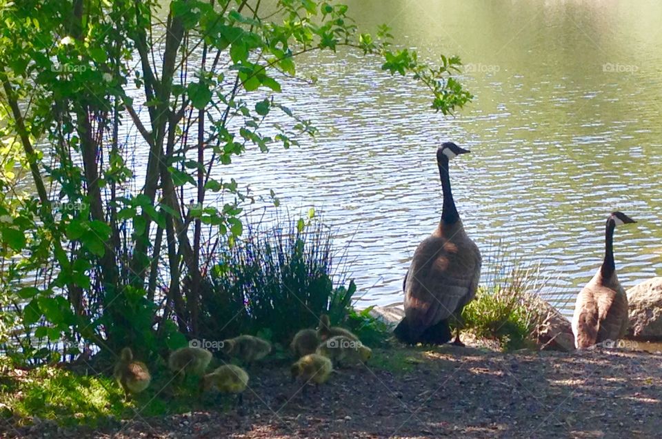 Canadian Goose with goslings