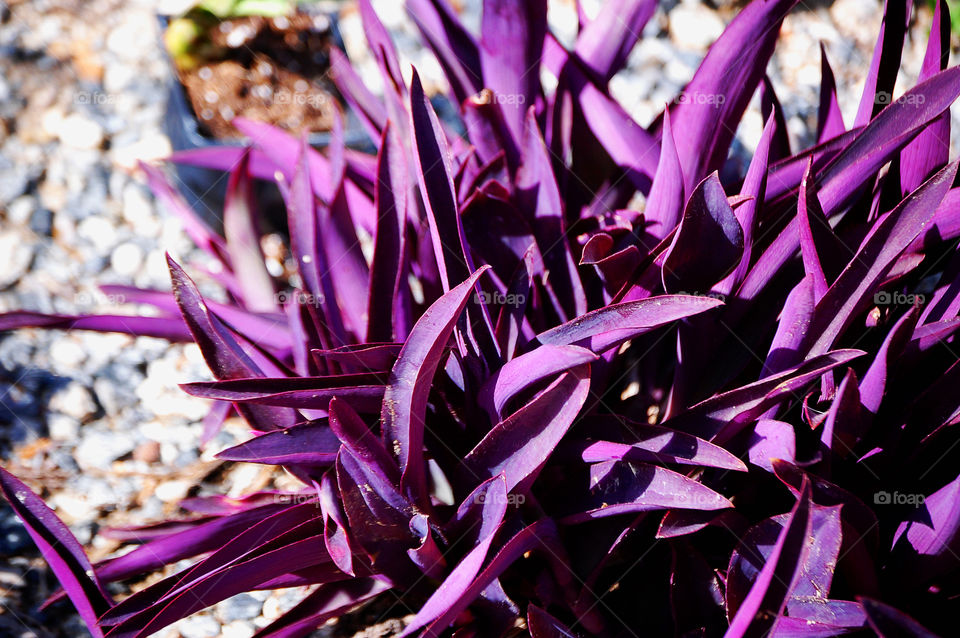 Purplesynthesis, Botanical Gardens, Atlanta, Georgia