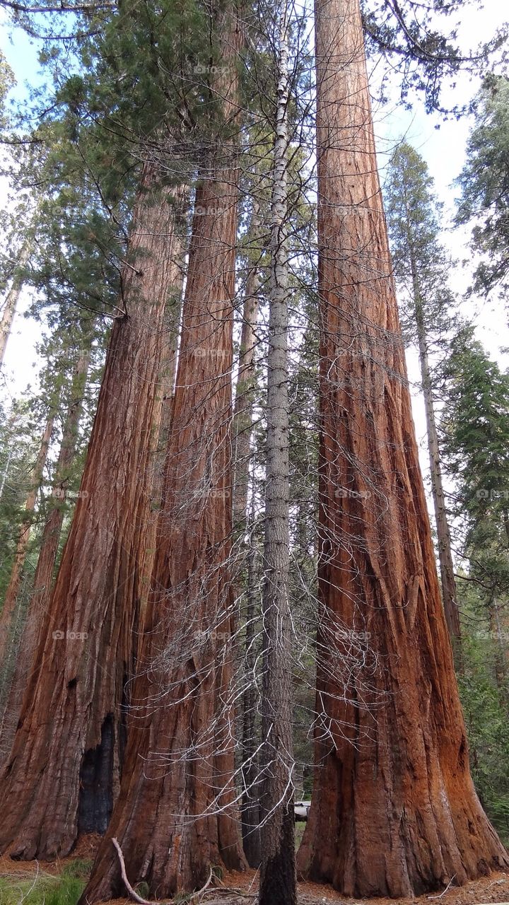 Redwood grove