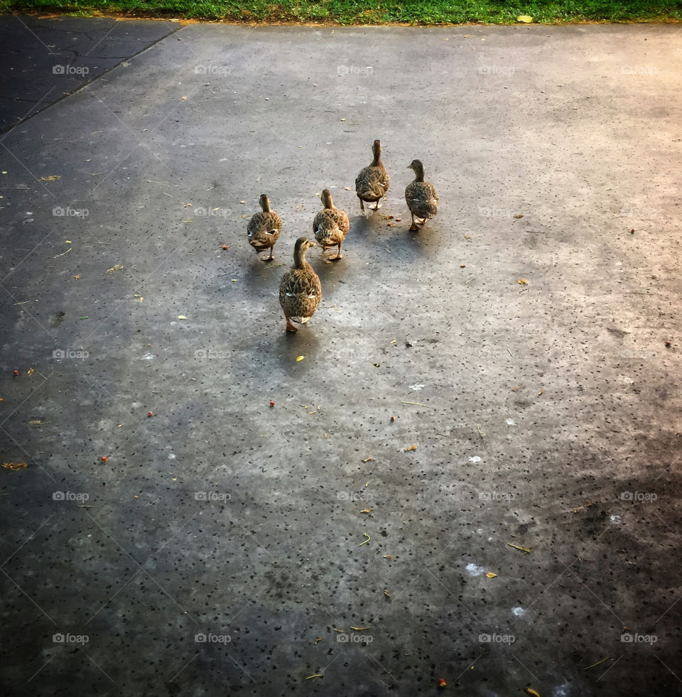 Five ducks waddling across a road