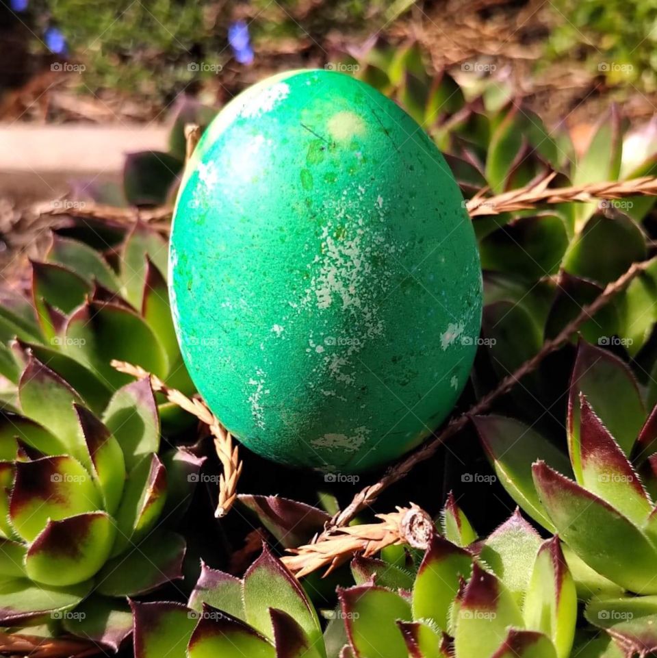 Artsy turquoise dyed Easter egg in a lush bed of succulents, sunlight streaming from the Easter sun 🌿🐣🦋🌱☀️