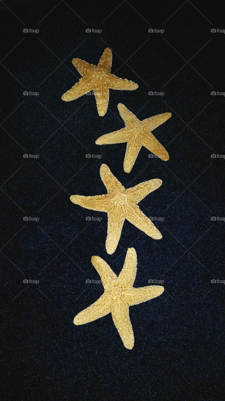 starfish