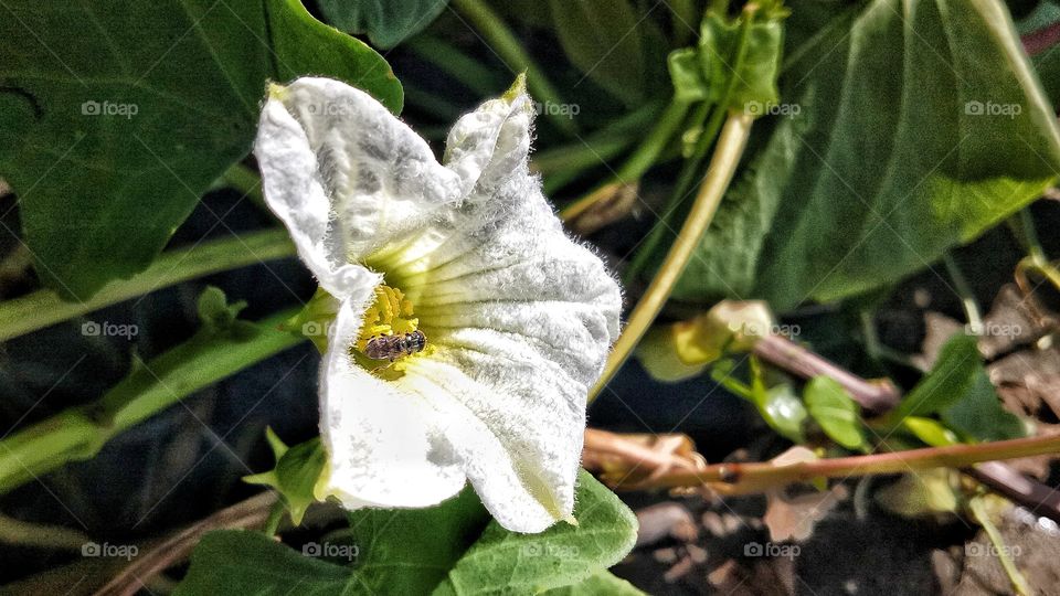 A little white beside the main road 🌼