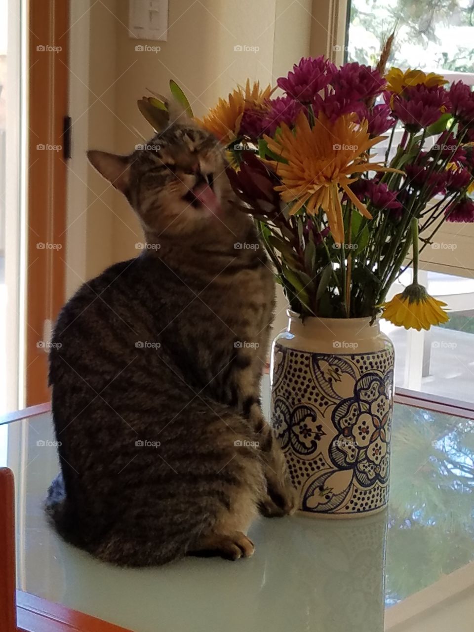 Cat sticking out tongue near flower pot