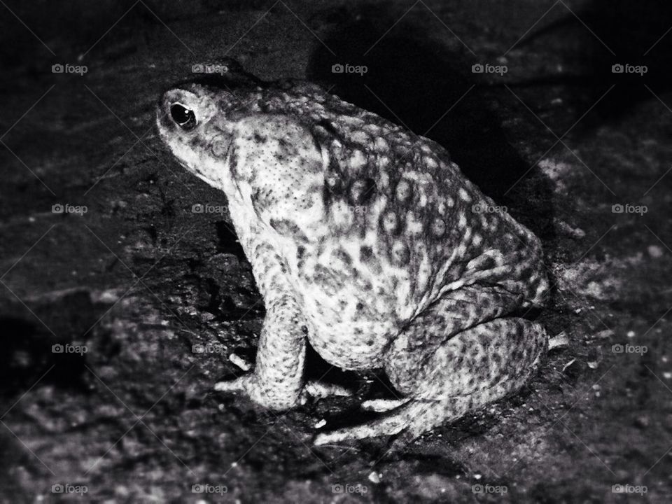 Black and white toad