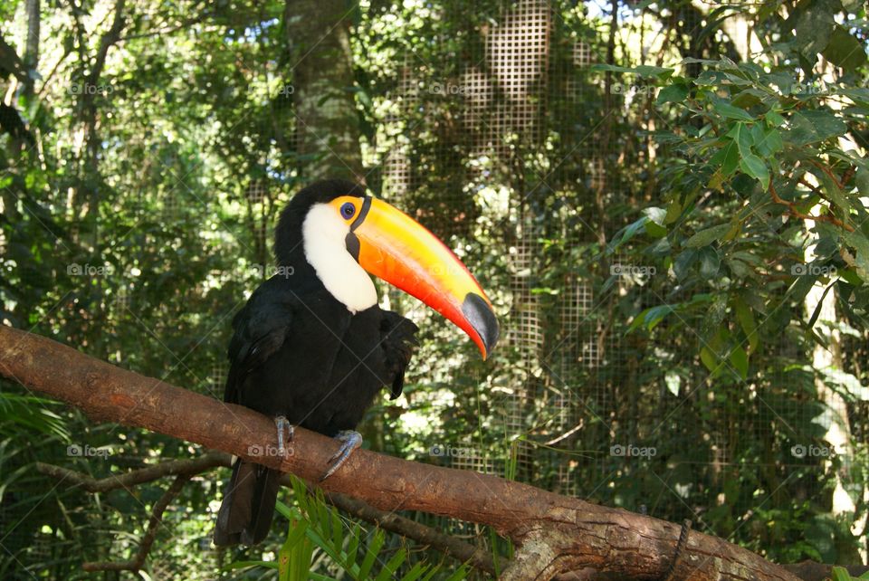 Toucan. Toucan