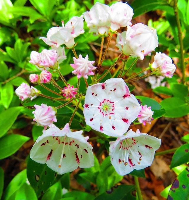 Mountain Laurel