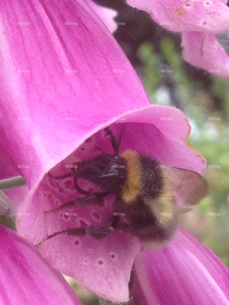 Buzzy worker