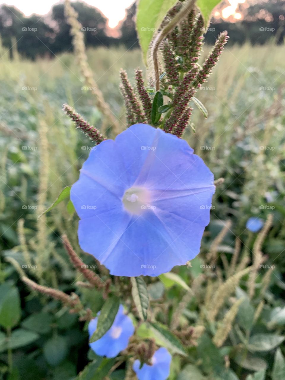 Closeup of a blue Morning Glory wildflower in a field