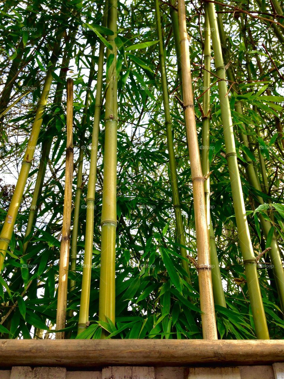 Bamboo