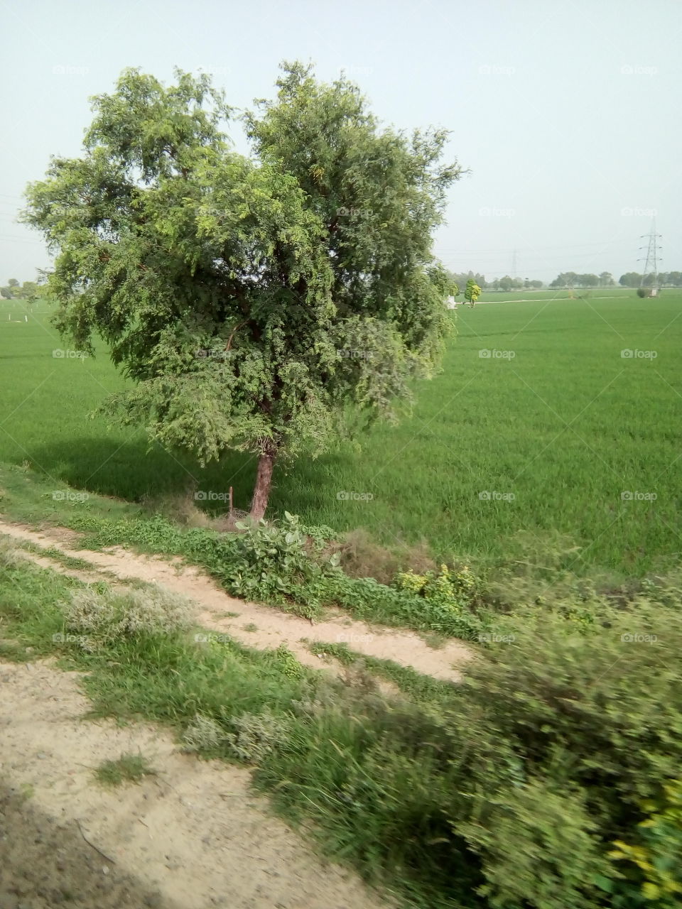 natural beautiful seen of a village in India