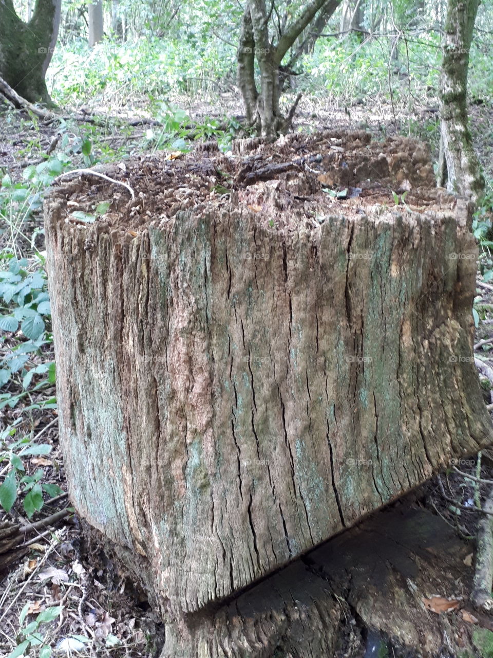 Tree Stump