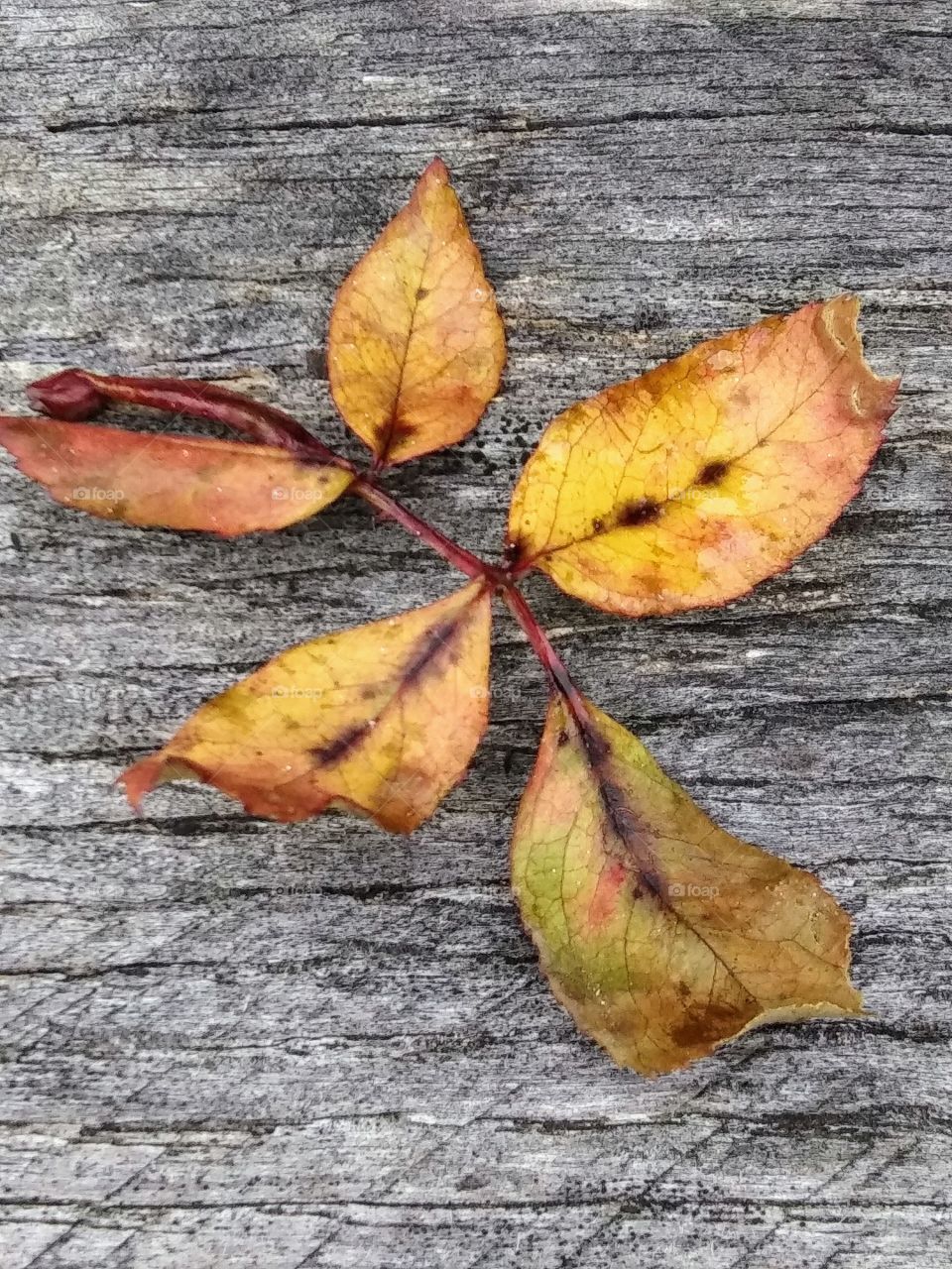 withered leaves