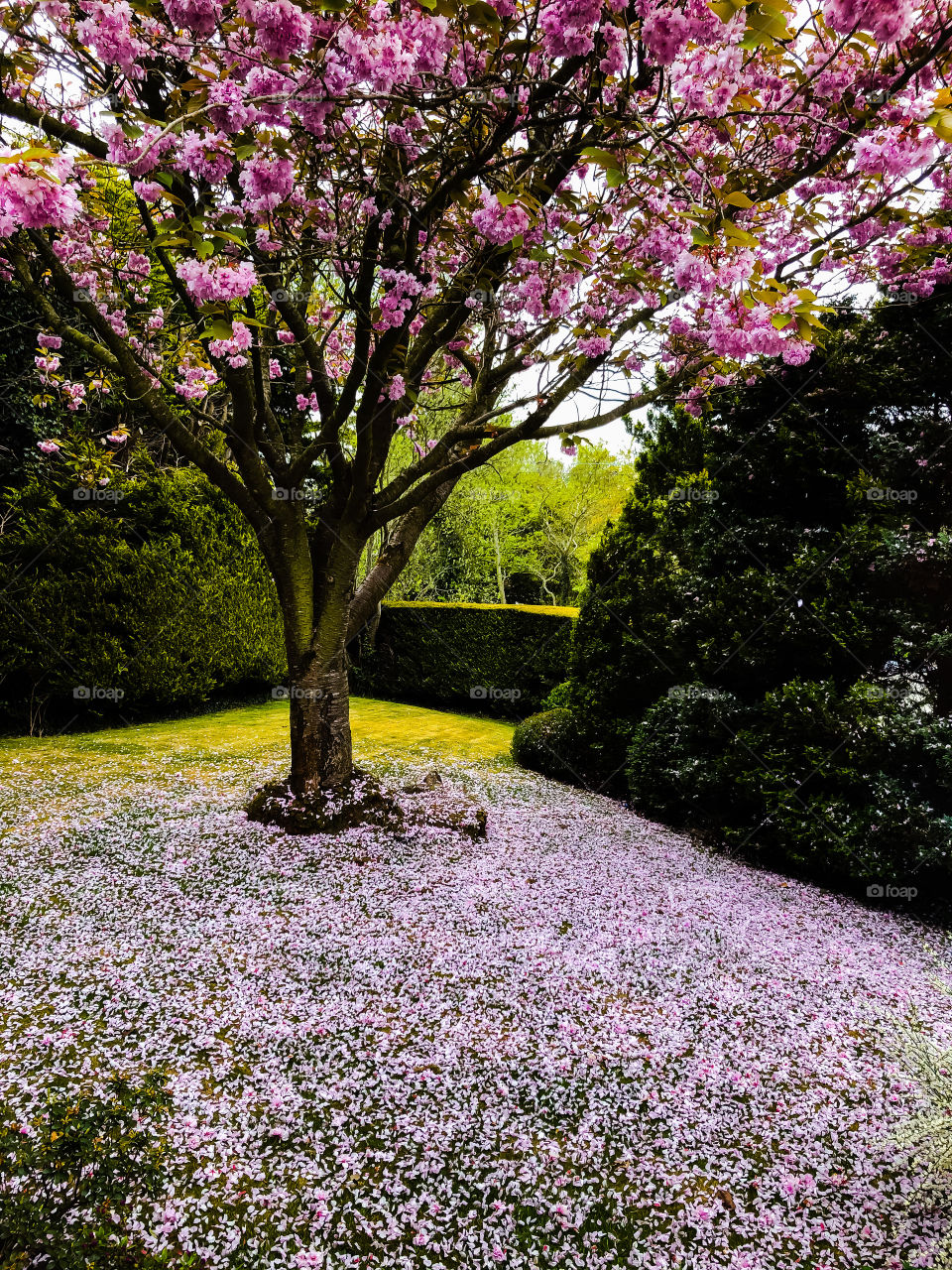 Pink Snow!