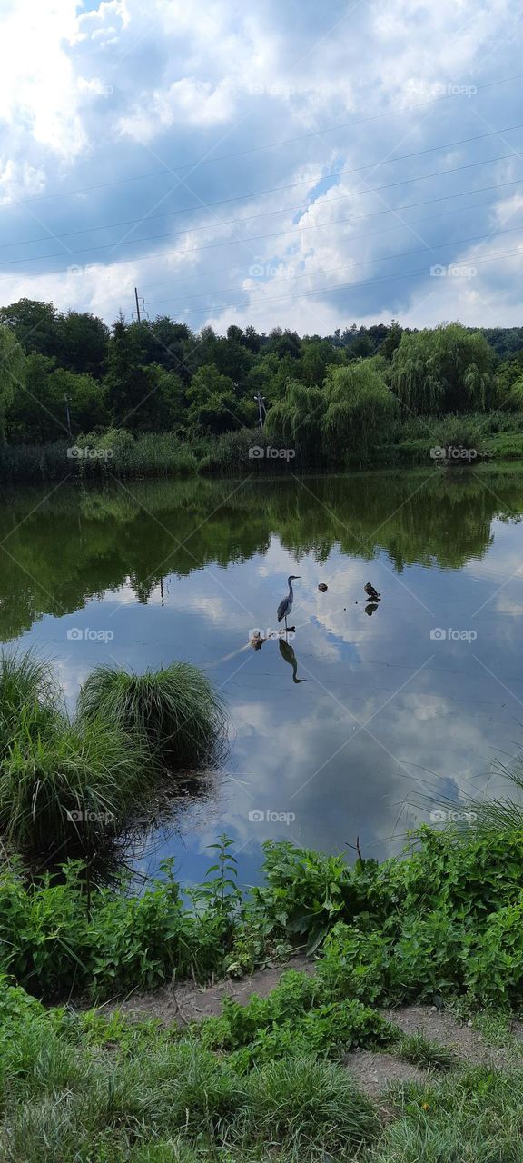 birds on a small lake