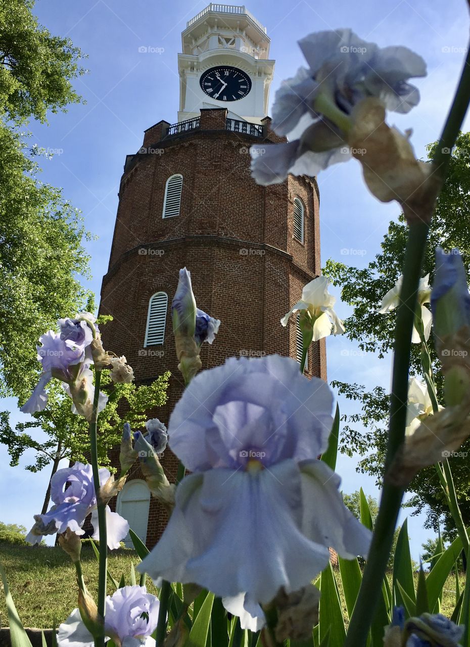 The City Clock Tower from another perspective; the soft pastel colors of the spring iris compliment the bright blue skies. 