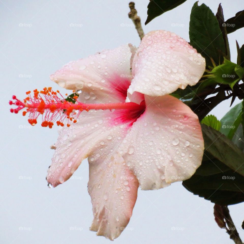 Hibiscus flower with dew on its petals 