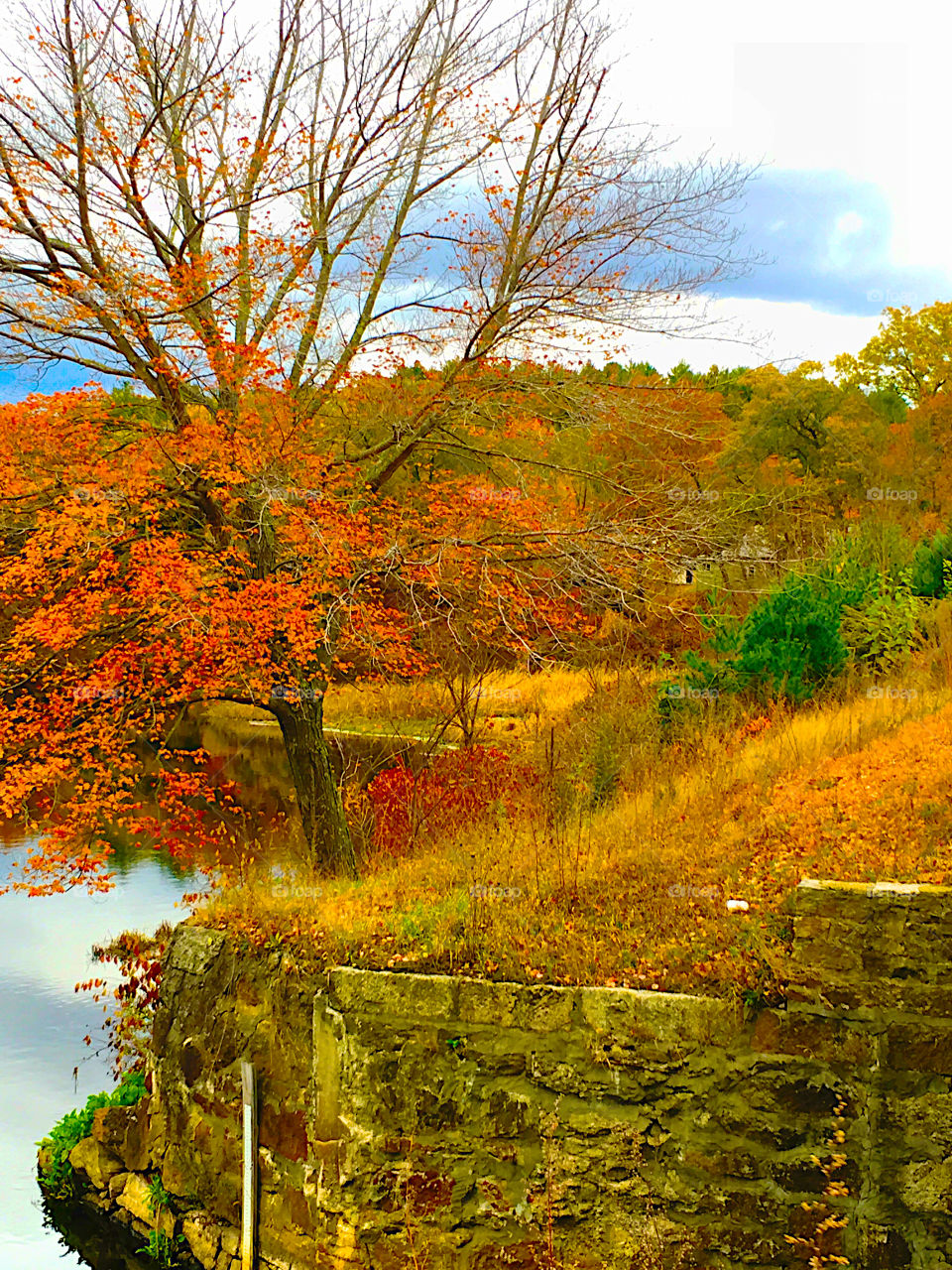 Autumn trees near the lake