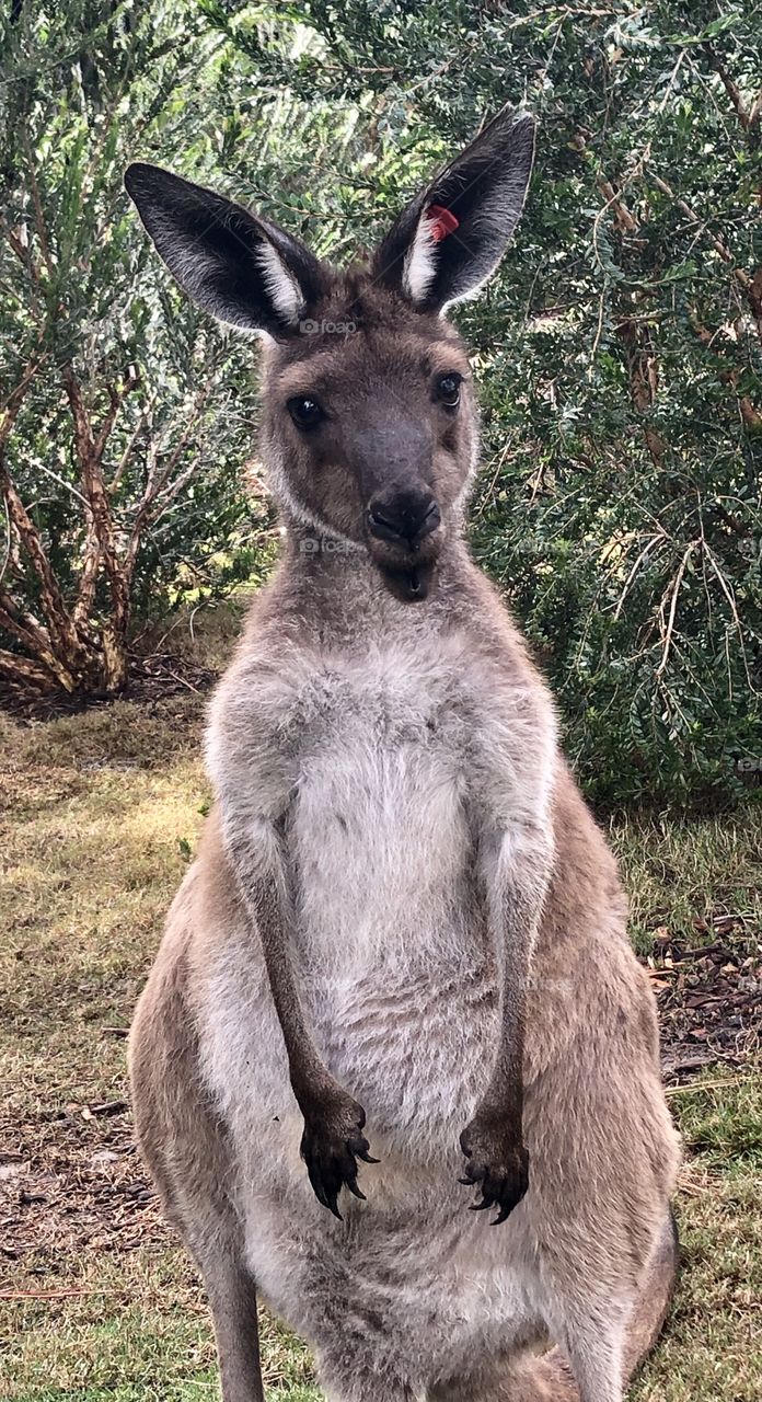 Kangaroo 