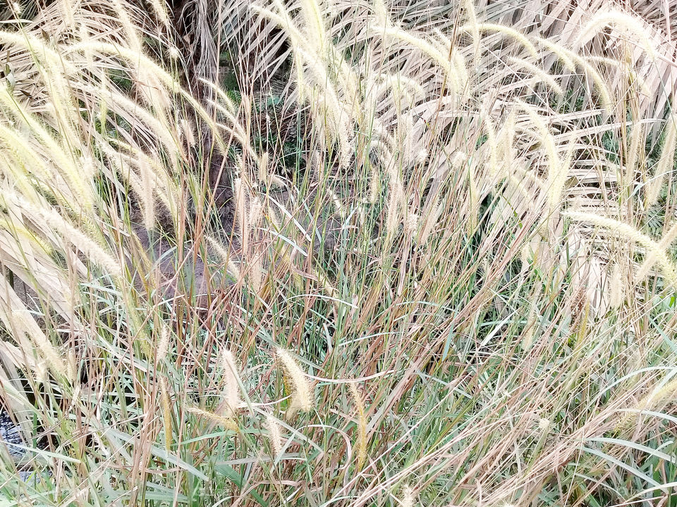 pennisetum polystachion
