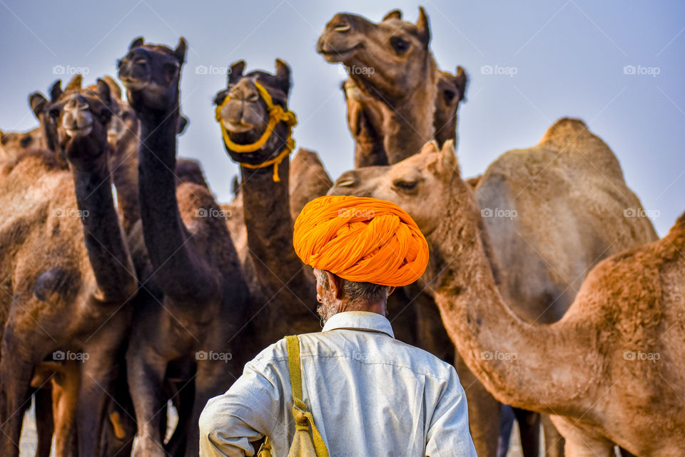 Pushkar camel fair 