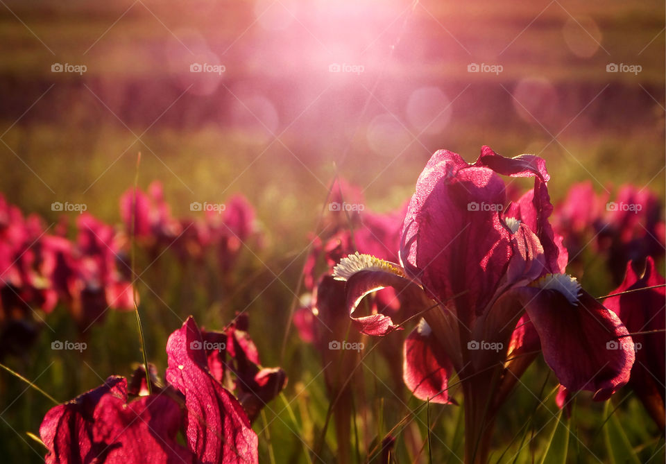 Beautiful flowers