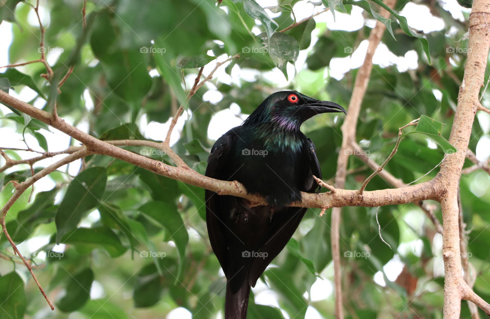 Bird with red eyes sitting in a tree