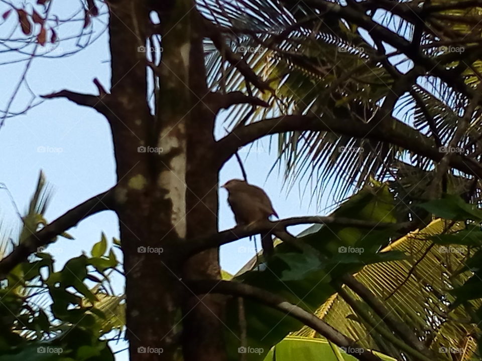 Bird on branch