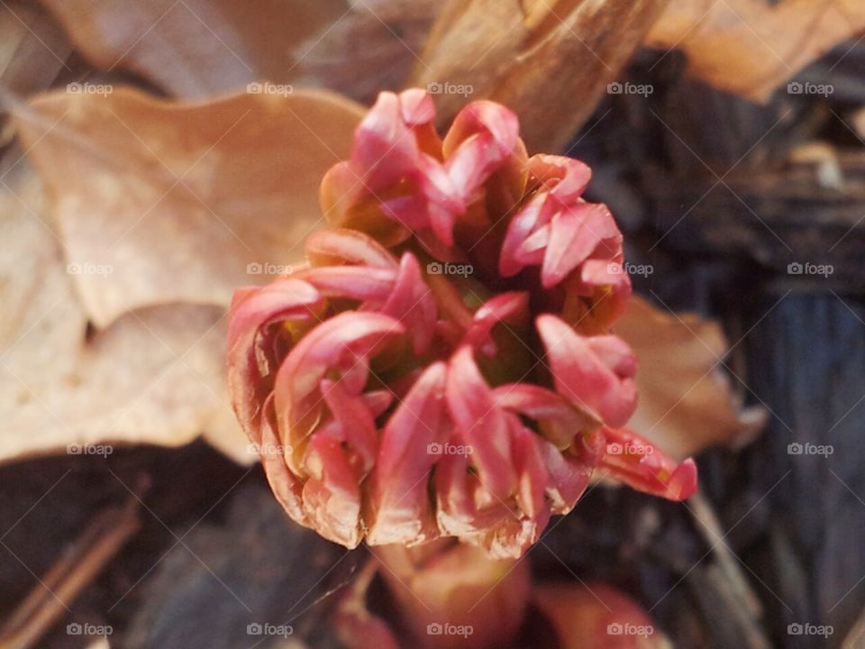 Spring peony emergence