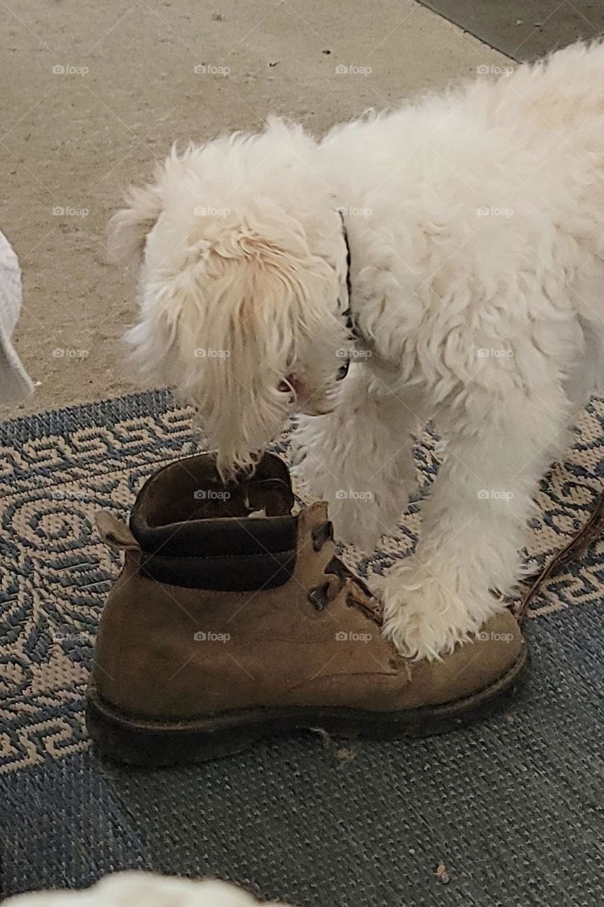 dog playing with boot