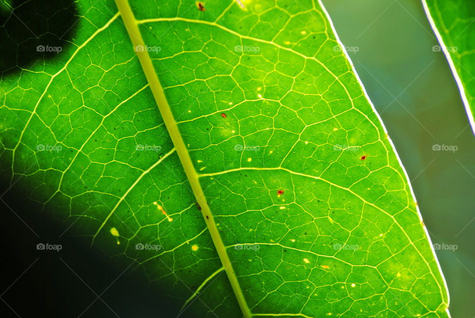 Leaf veins