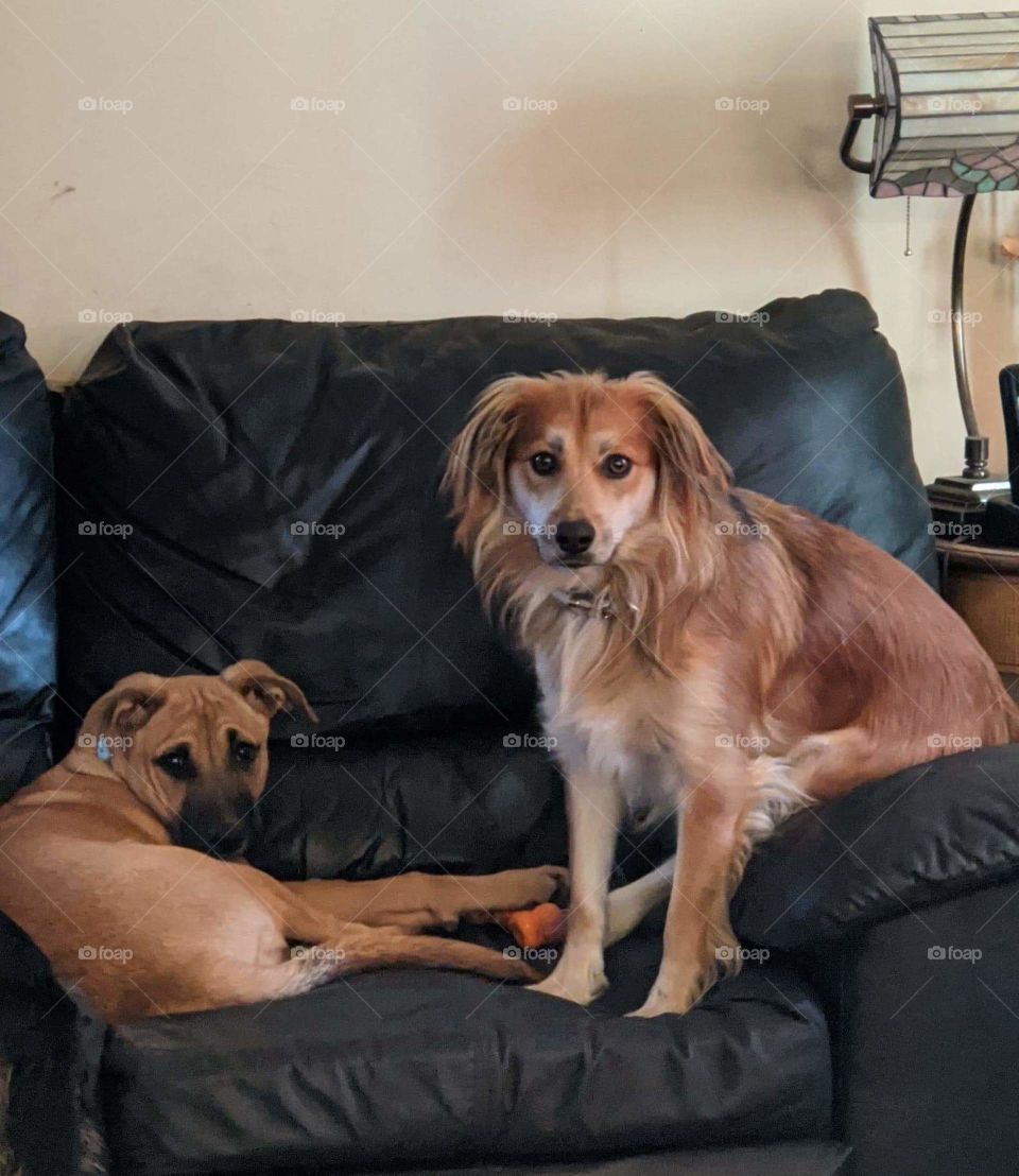 Two dogs relaxing on the couch