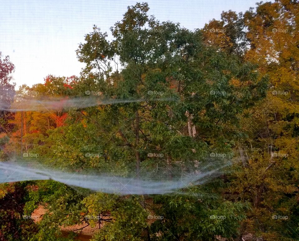 spider web over landscape