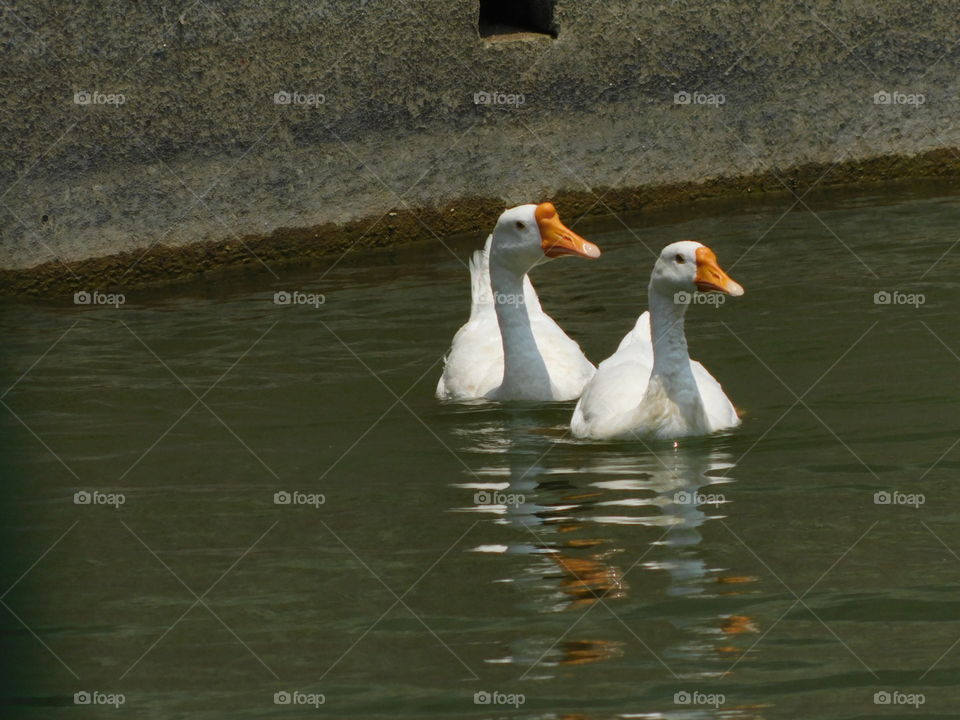 couple duck