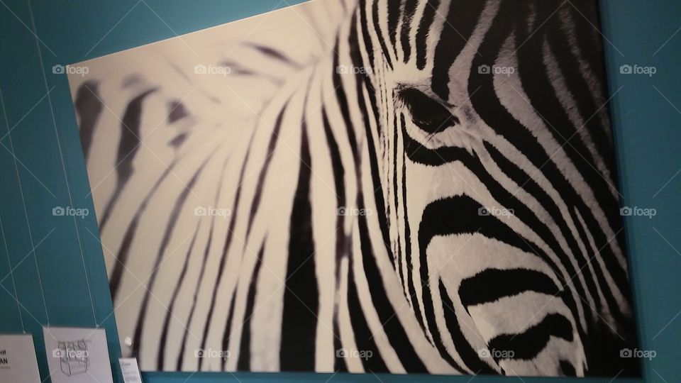 picture of zebra