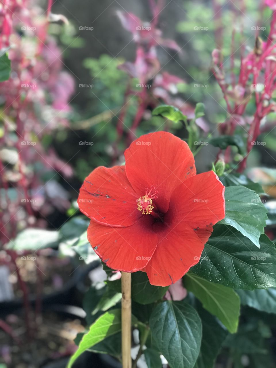 Beautiful red gumamela flower.