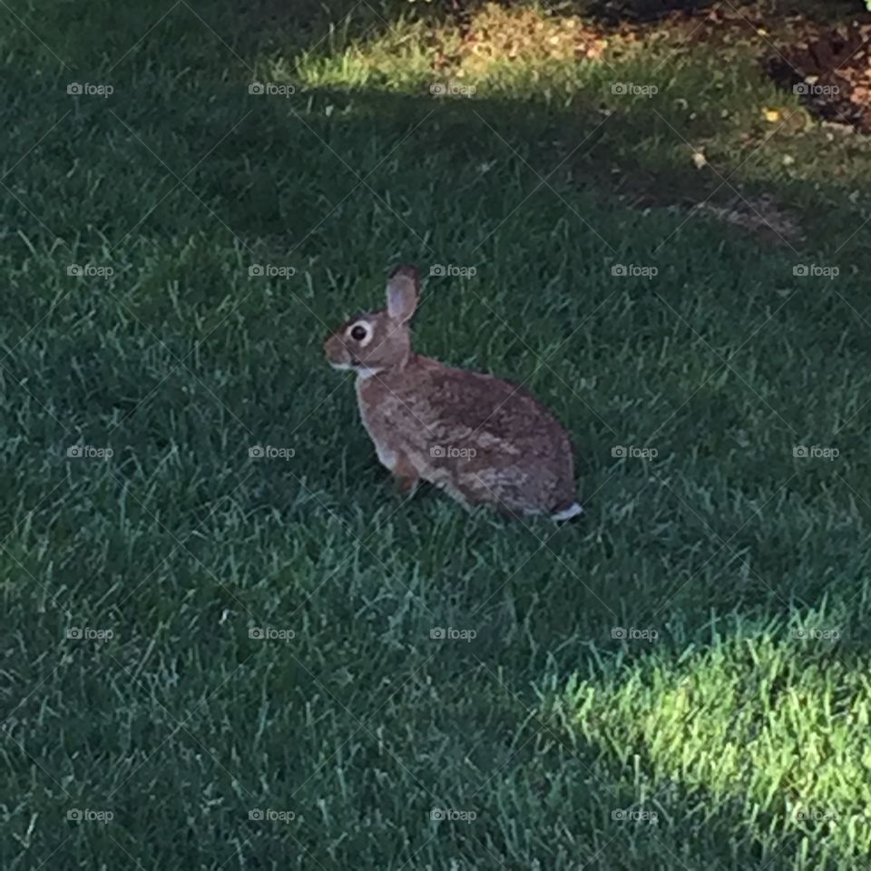 Grass, Rabbit, Cute, Easter, Animal