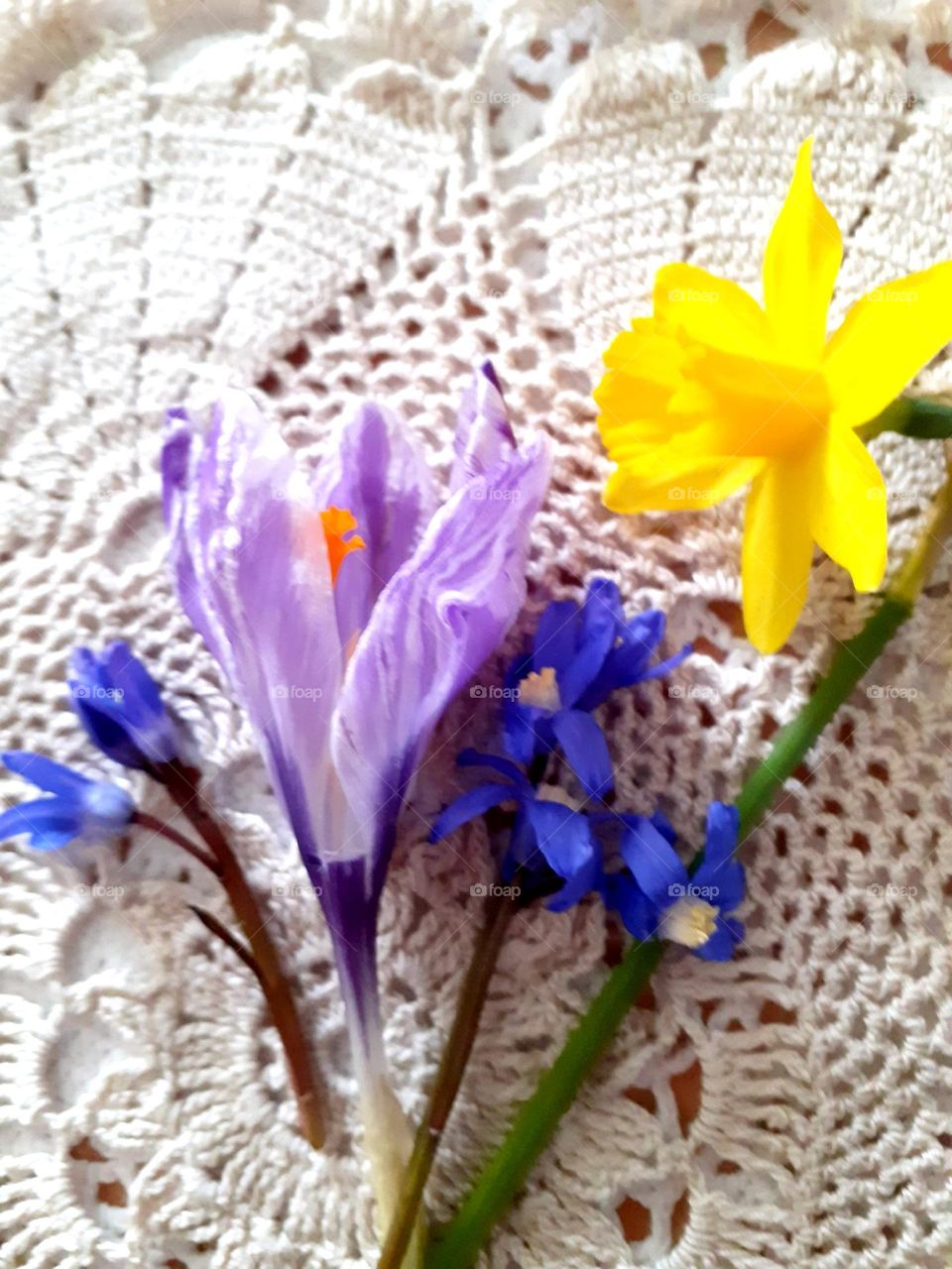 harbingers of spring ready for the herbarium