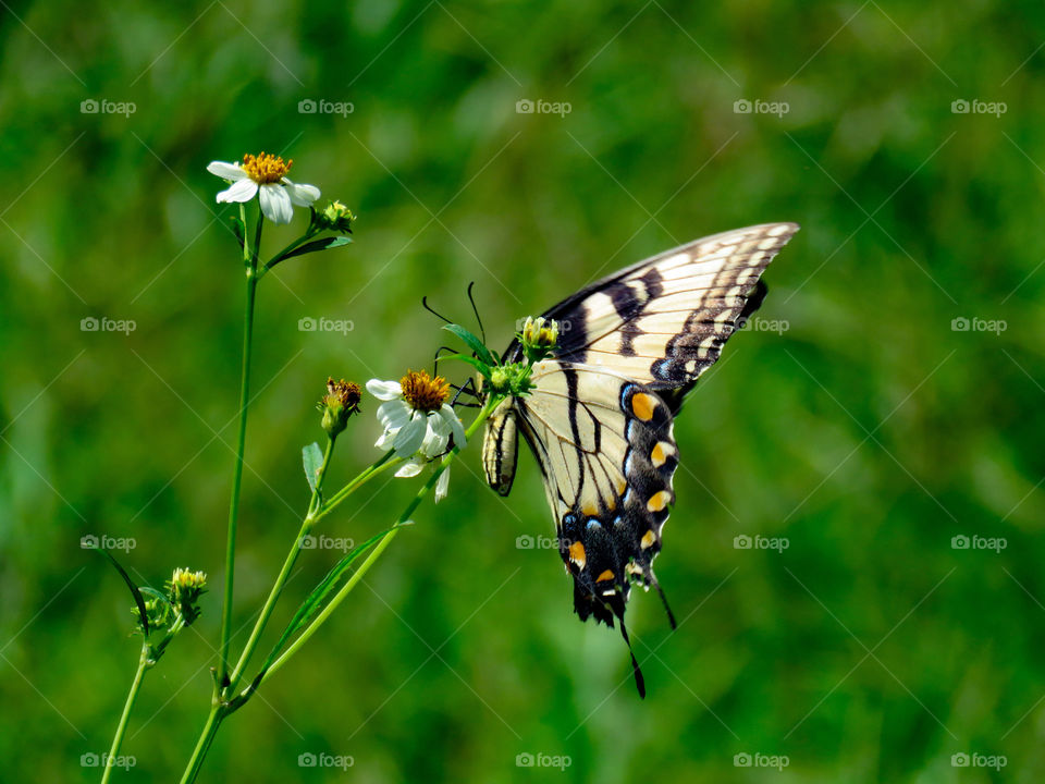 Swallowtail