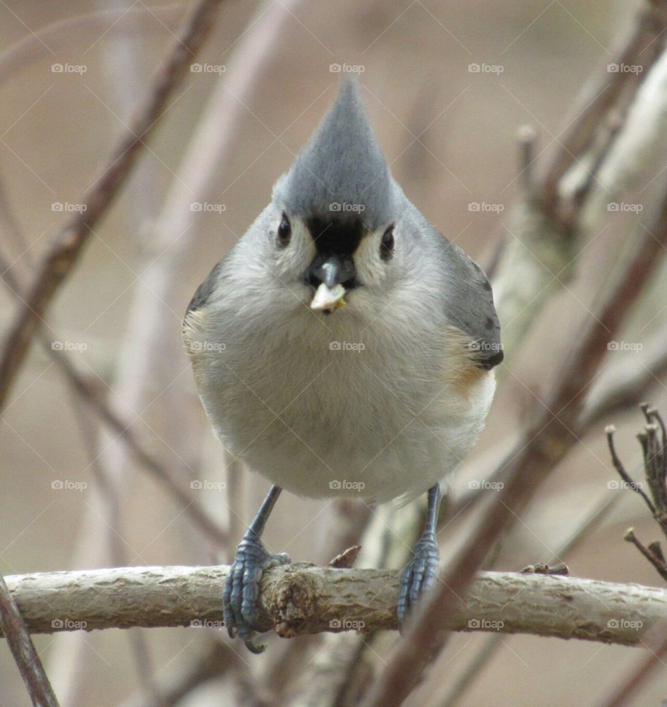 Titmouse with a seed