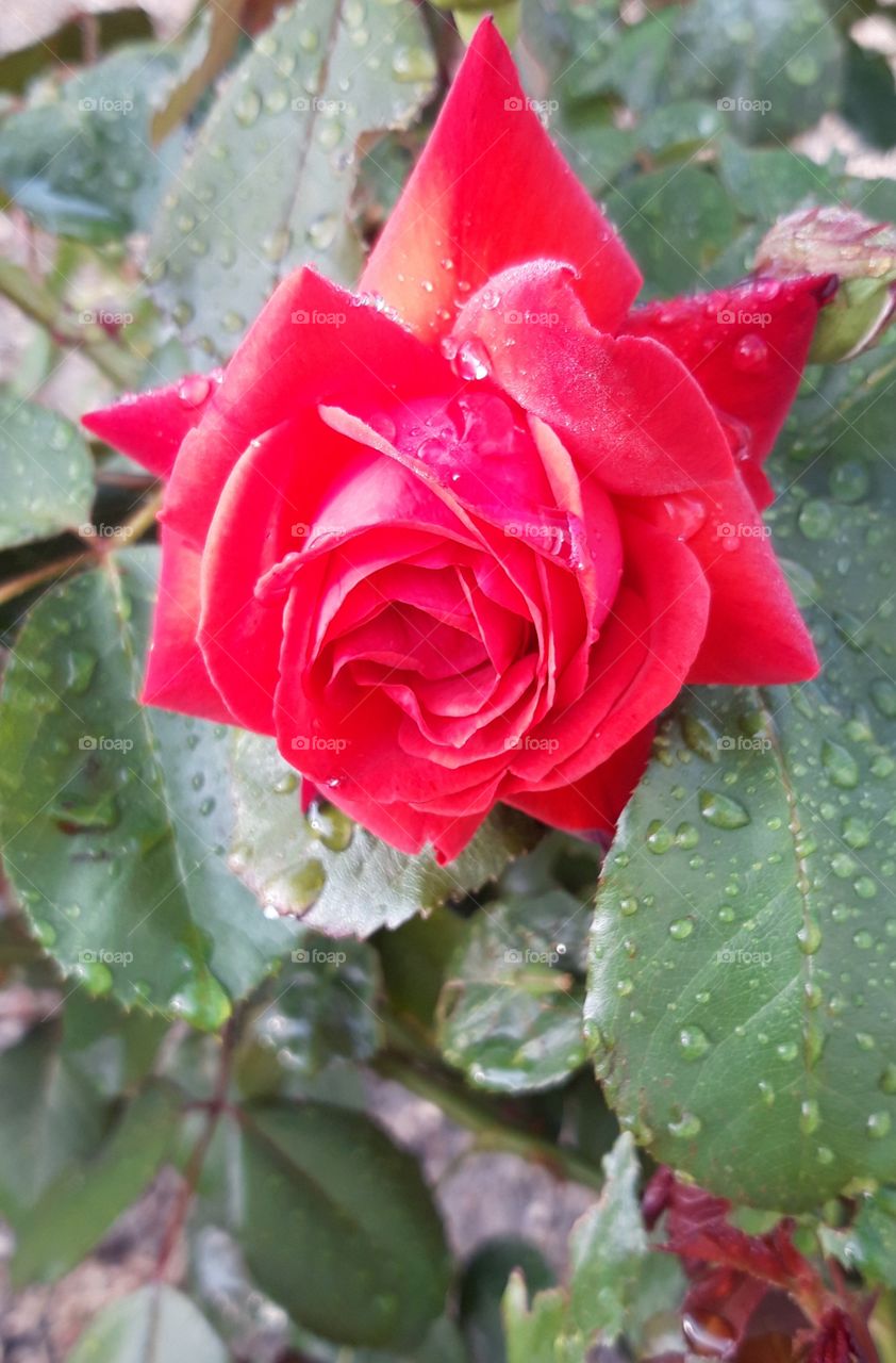 Red rose and dew in my mother's garden