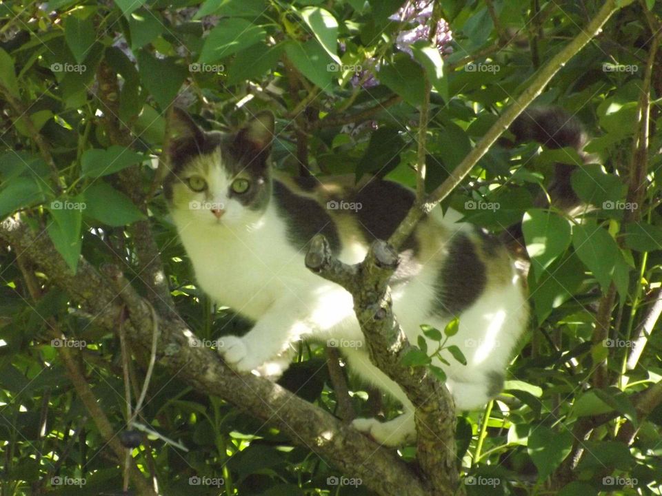 Cat in the tree