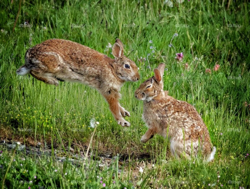 Bunnies playing