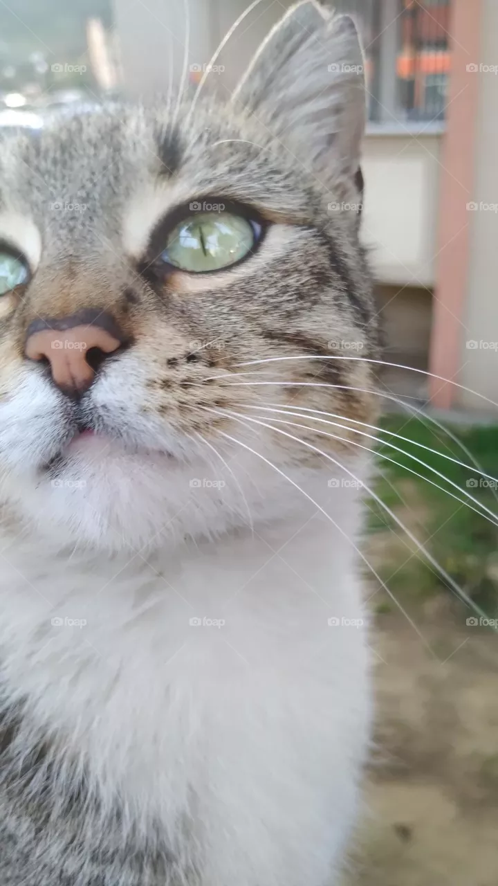 cat