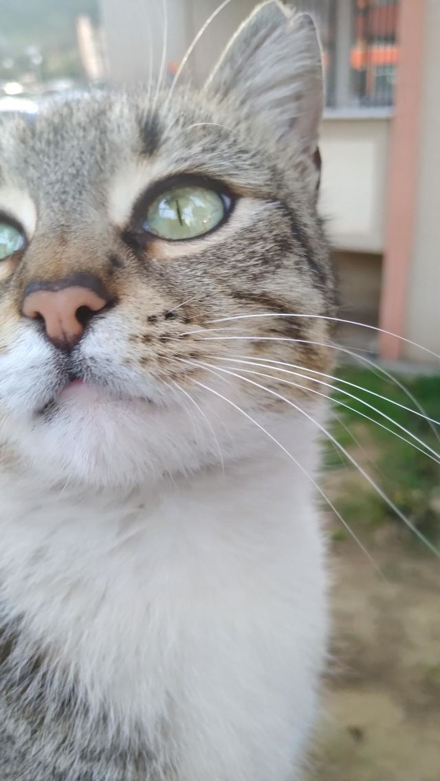 cat