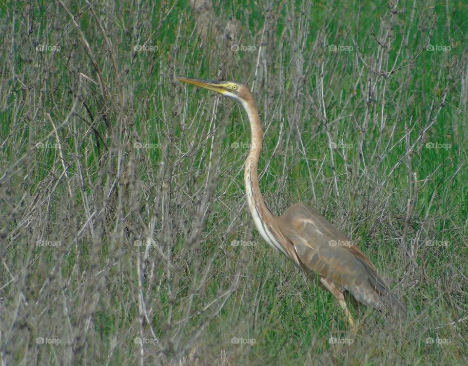 Purple heron. Immature bird for interest at savanna large field . Waterbird's category for silent in captured . Big size bird.