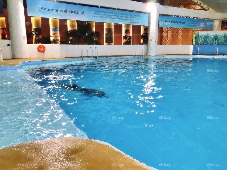 river creature atlantic child activity portrait beach fun coral natural family happy vacation dolphins playful island friendly animals fauna scuba landscape dolphin pod pool paradise travel snorkeling aqua view tourism flipper adventure undersea natu