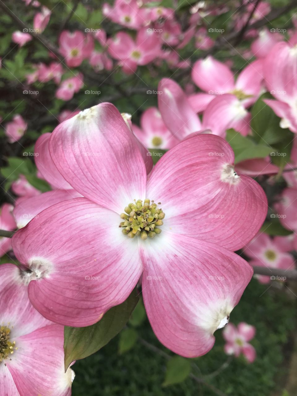 Dogwood tree