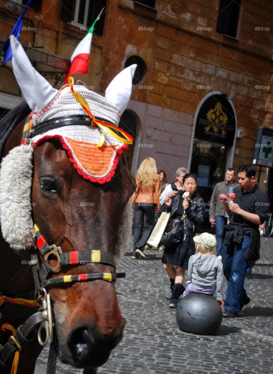 Patriotic pony. A horse decked out in Italian regalia in an open Square in Rome
