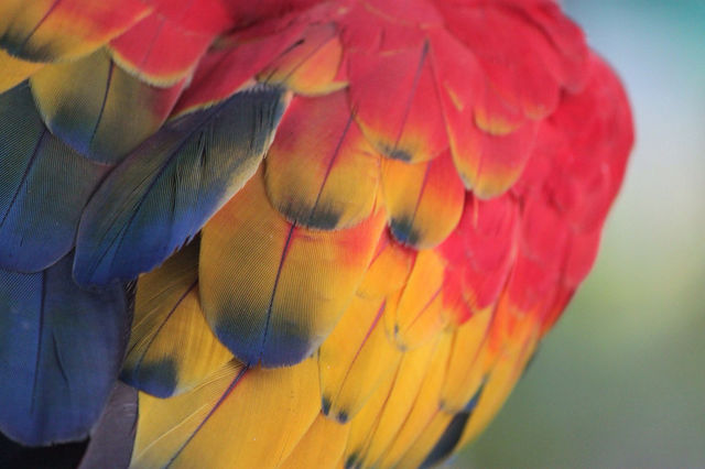 Parrot feathers